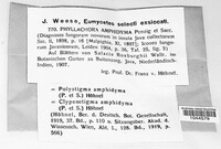 Phyllachora amphidyma image